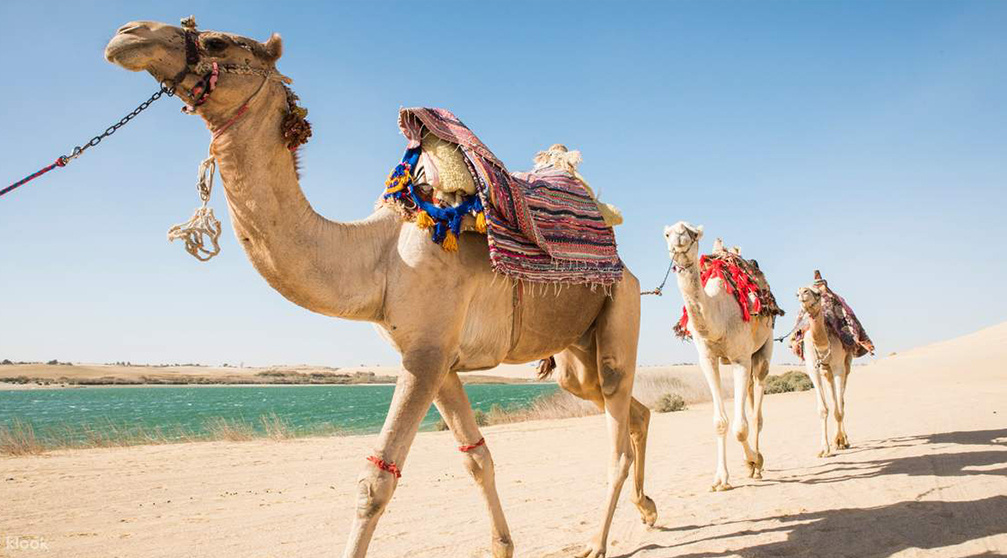 أشياء للقيام بها في الغردقة