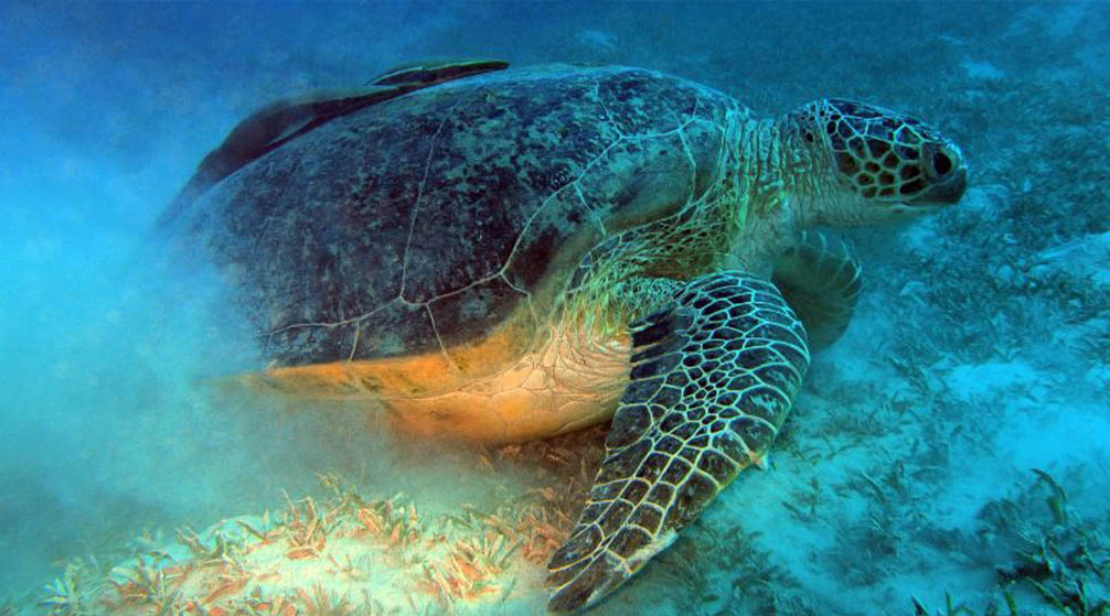 اجمل رحلات وانشطه فى مرسى علم