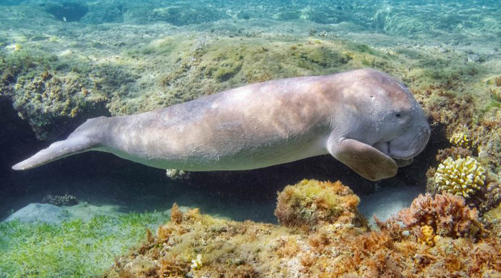 اجمل رحلات وانشطه فى مرسى علم