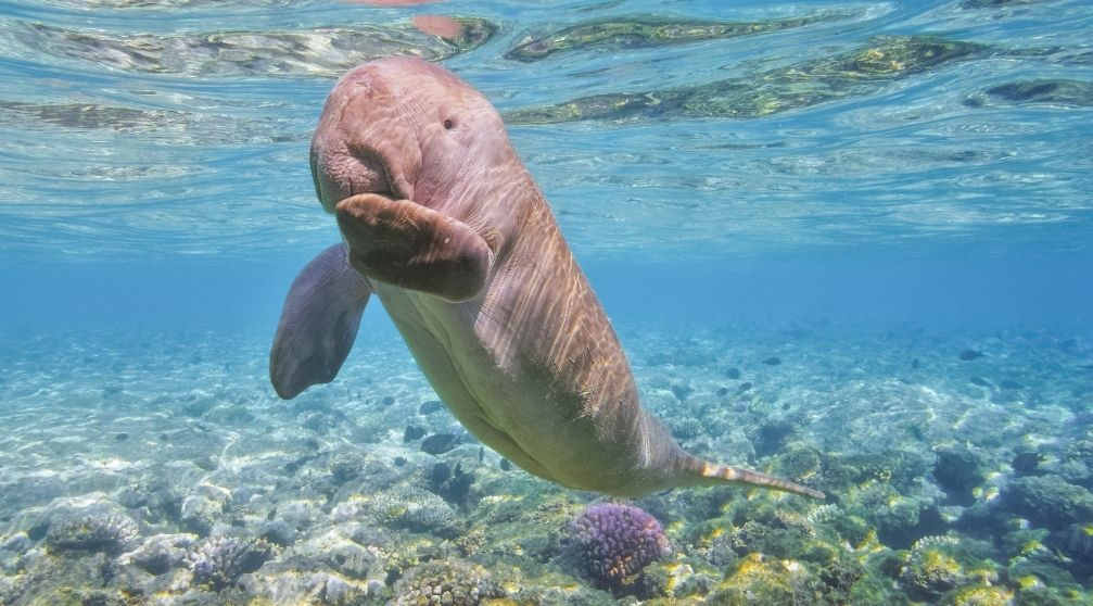 9 Days Egypt tour Cairo Luxor and Marsa Alam