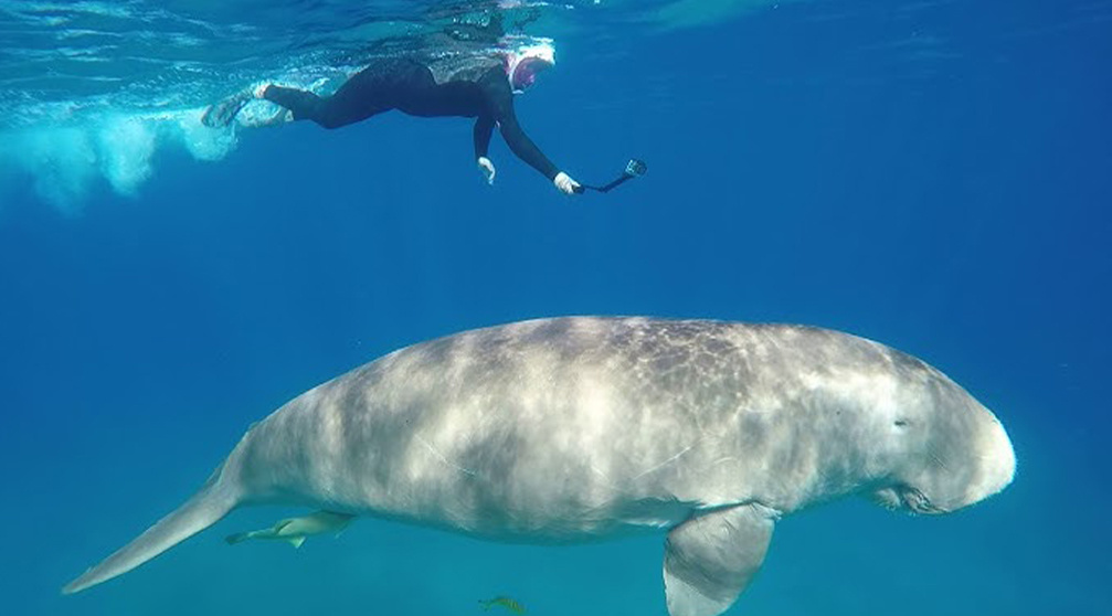 Abu Dabbab Dugong Snorkeling Trip from El Gouna