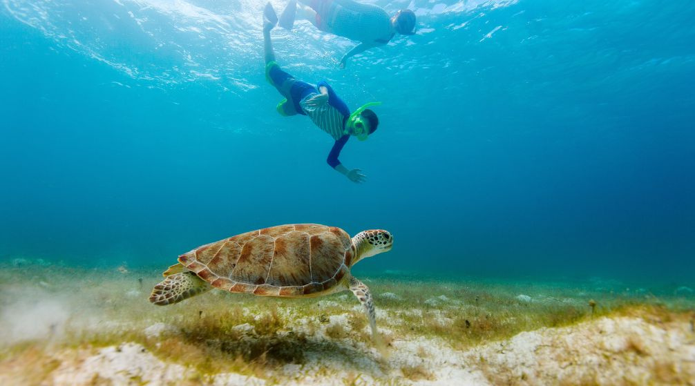 Abu Dabbab Snorkeling Trip from Port Ghalib
