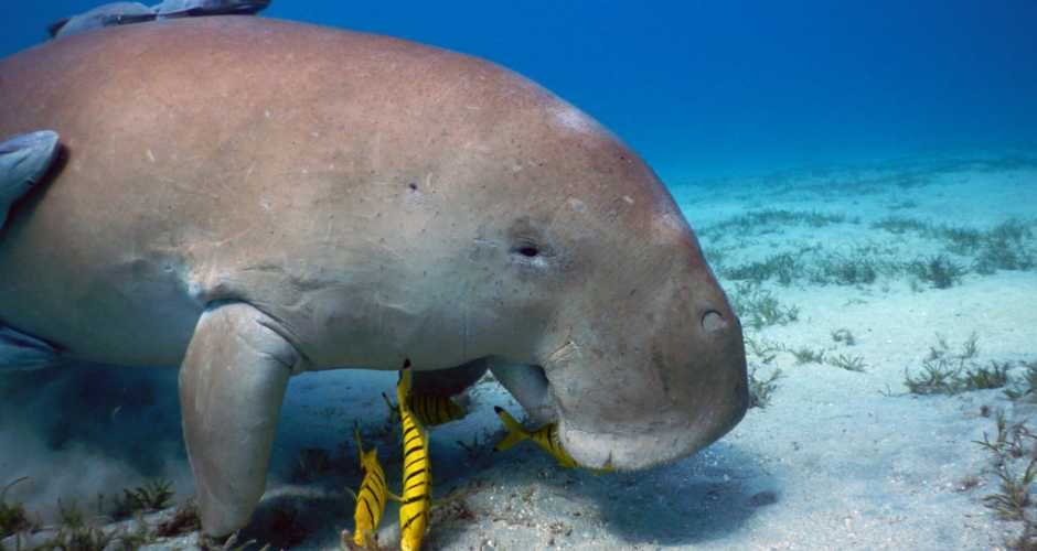 Cairo and Marsa Alam Tour Packages