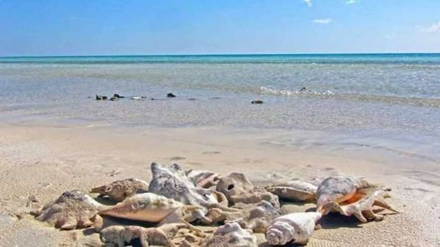 Cairo and Marsa Alam Tour Packages