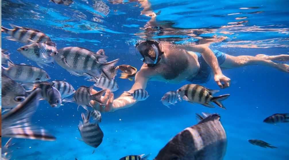 Find the Dugong in Marsa Alam by Speed Boat
