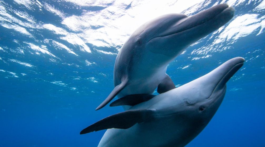 Hamata Islands snorkeling Trip From Port Ghalib