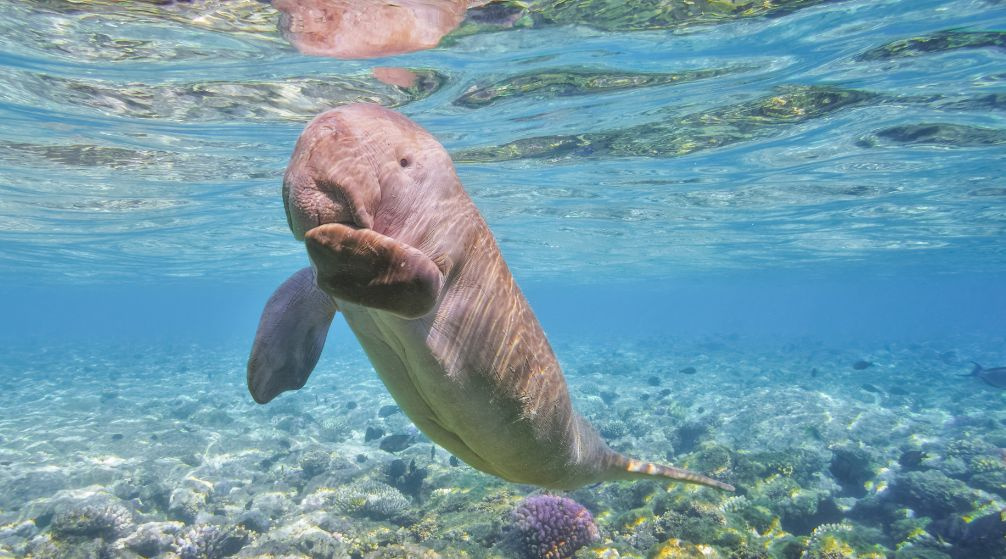 Marsa Mubarak Diving tour from Port Ghalib