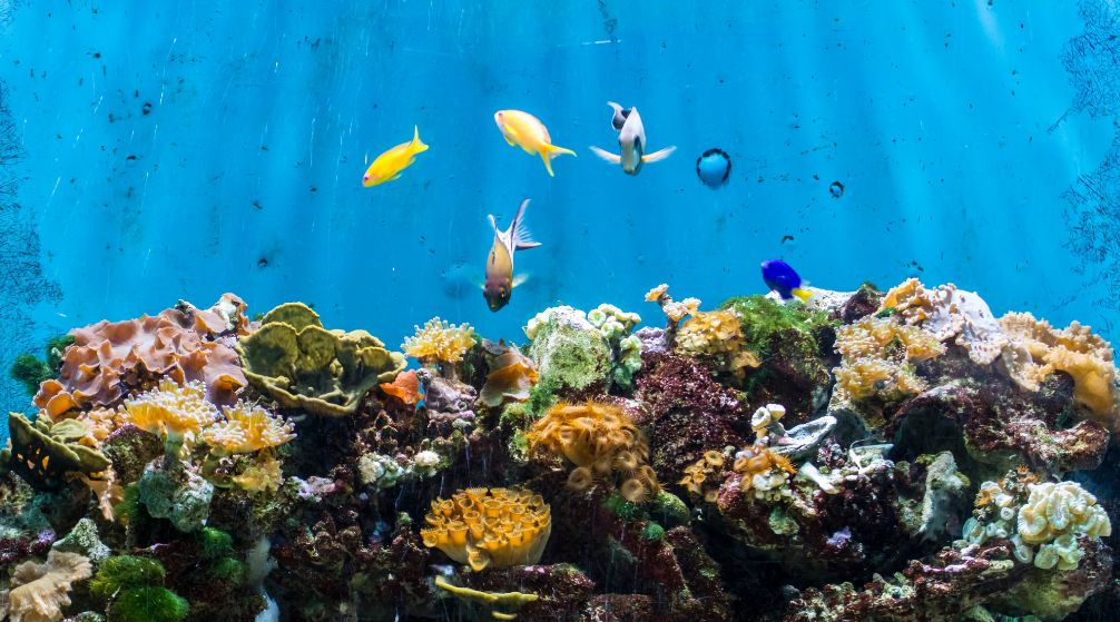 Marsa Mubarak Diving trip from Port Ghalib