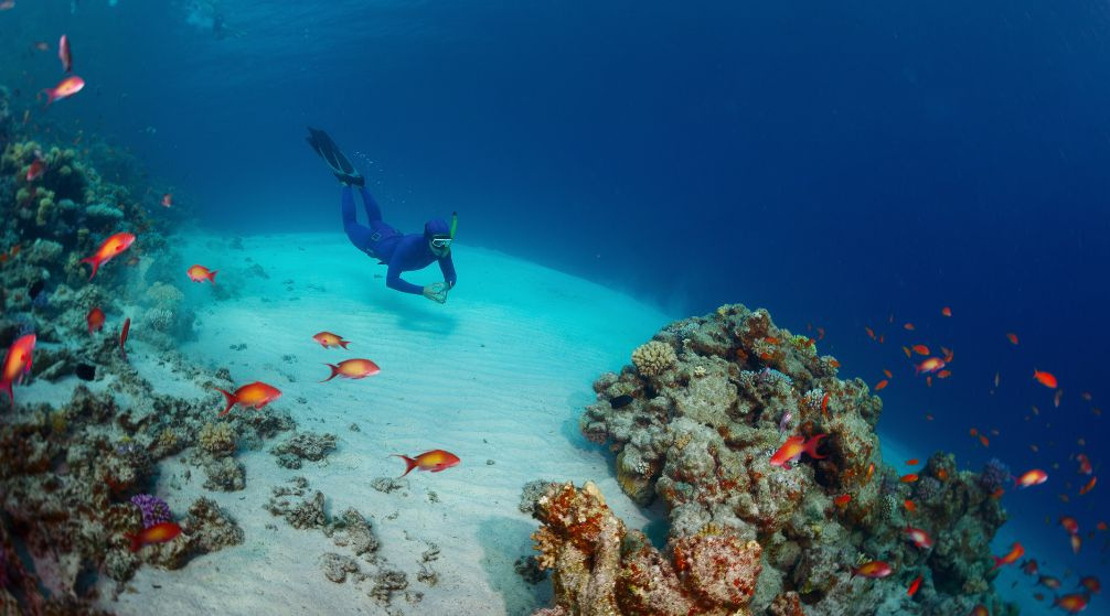Marsa Mubarak Snorkeling trip from El Quseir