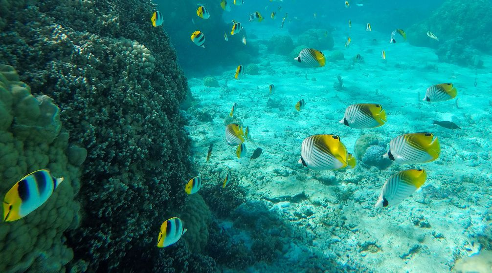 Private boat trip to Hamata island from Marsa Alam