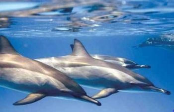 Sataya Dolphin Reef Snorkeling Trip from Marsa Alam