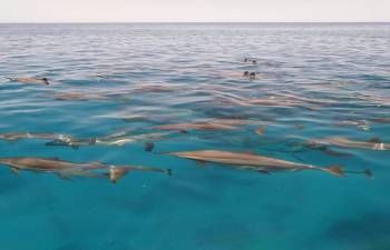 Satayh Dolphin Reef Private boat Tour from El Quseir