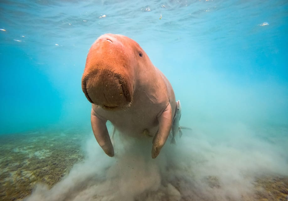 Search for the Dugong in Marsa Alam by Speed Boat Search for the Dugong in Marsa Alam by Speed Boat