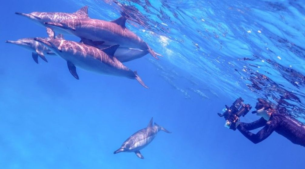 Snorkeling Trip to Sataya Dolphin Reef from Marsa Alam