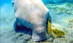 Snorkeling Trips From Marsa Alam