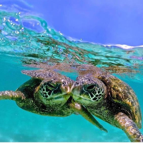 Snorkeling Trips From Safaga Port