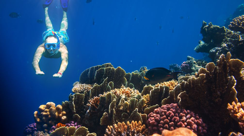 Snorkeling excursion from Marsa Alam to Abu Dabbab Dugong