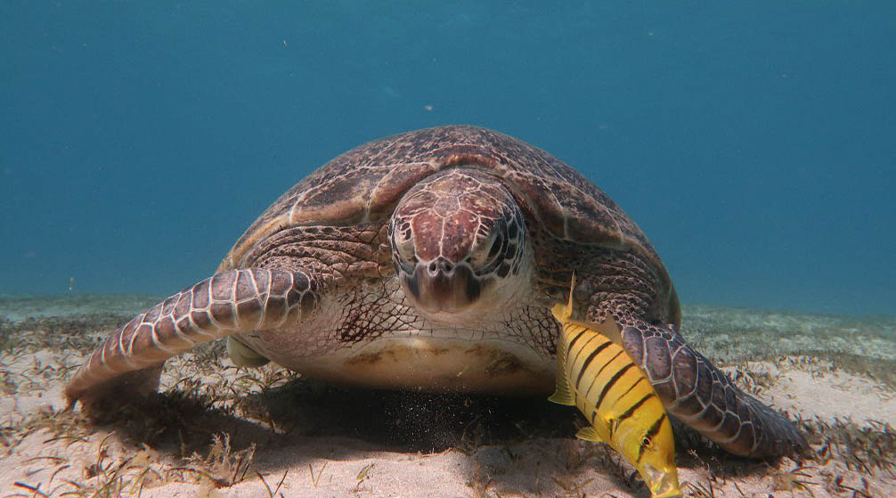 Trip to Cairo from Port Ghalib by Flight