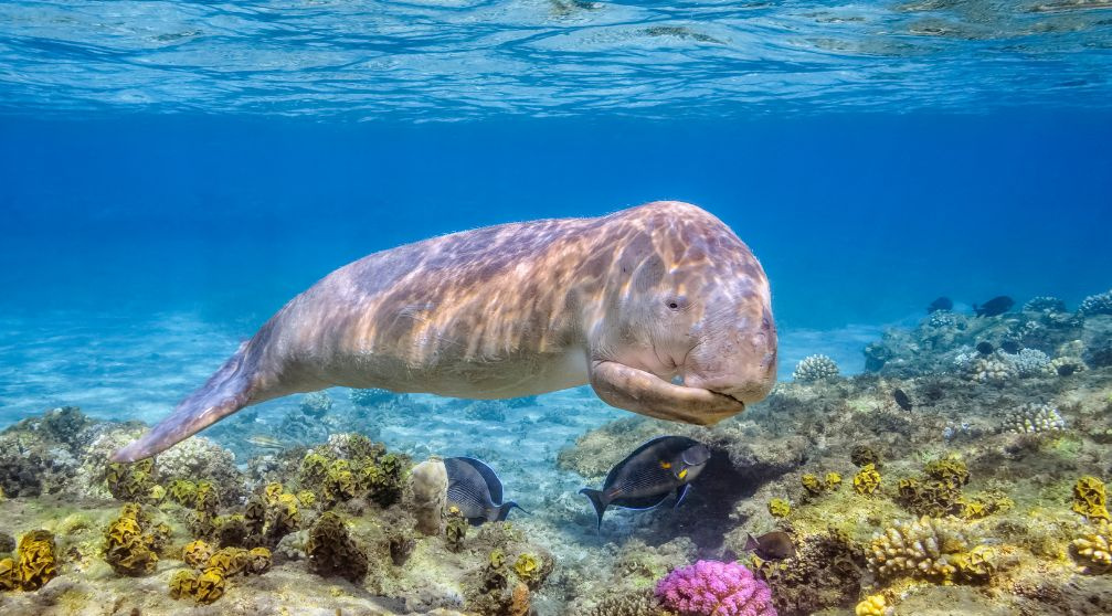 15 Tage Ägypten Rundreisepaket