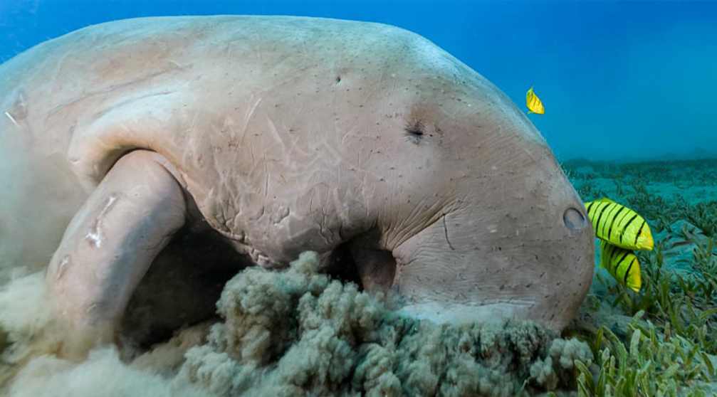 Abu Dabbab Dugong Schnorchelausflug ab El Gouna