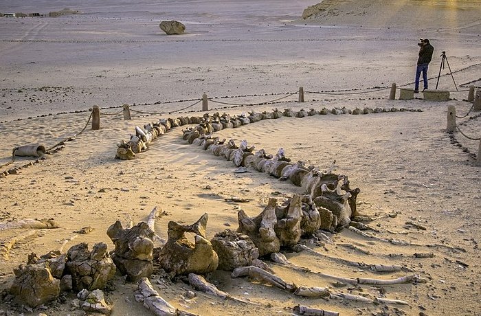 Fayoum Reisen ab Kairo