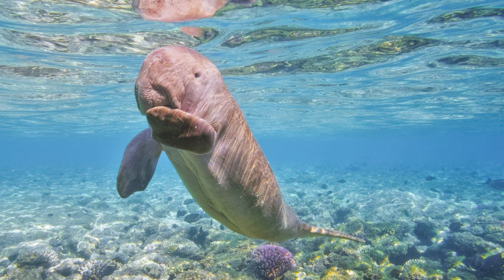 Finden Sie den Dugong in Marsa Alam mit dem Schnellboot Finden Sie den Dugong in Marsa Alam mit dem Schnellboot