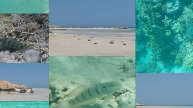 Halbtägige Sharm El Luli Schnorcheltour ab Marsa Alam