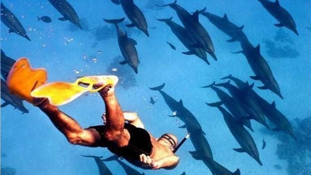 Satayh Dolphin Reef Private Bootstour ab El Quseir