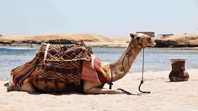 Schnorchelausflug nach Sharm el Naga ab Makadi