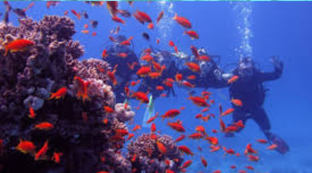 Schnorcheln auf der Insel Mahmya in Hurghada