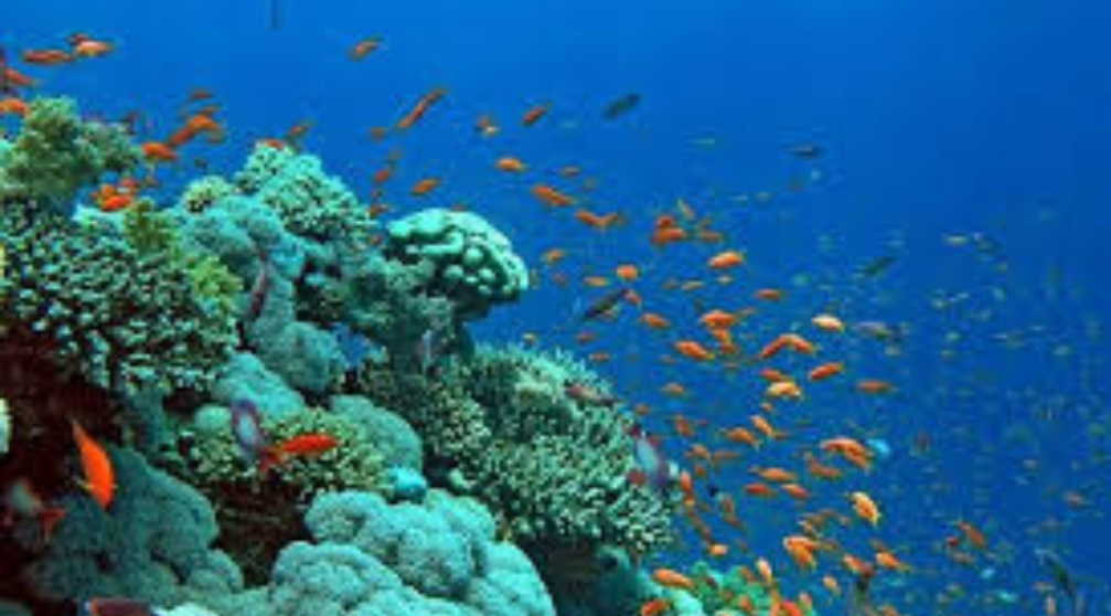 Schnorcheln auf der Insel Mahmya in Hurghada