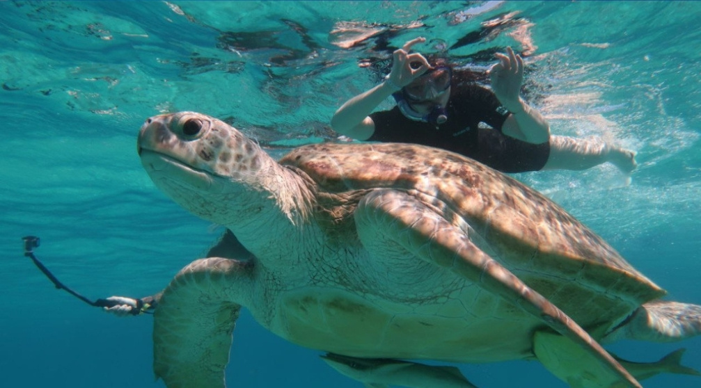 Schnorcheln auf der Insel Mahmya in Hurghada