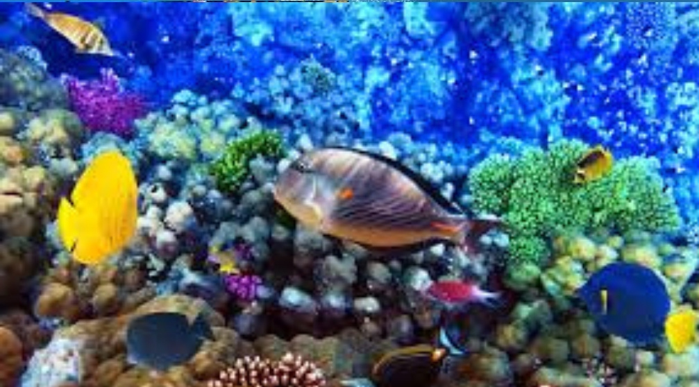 Tagesausflug zum Sporttauchen ab Hurghada