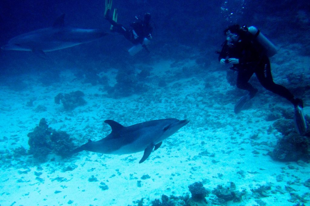 Tauchausflug bei Shaab Samadai von Marsa Alam