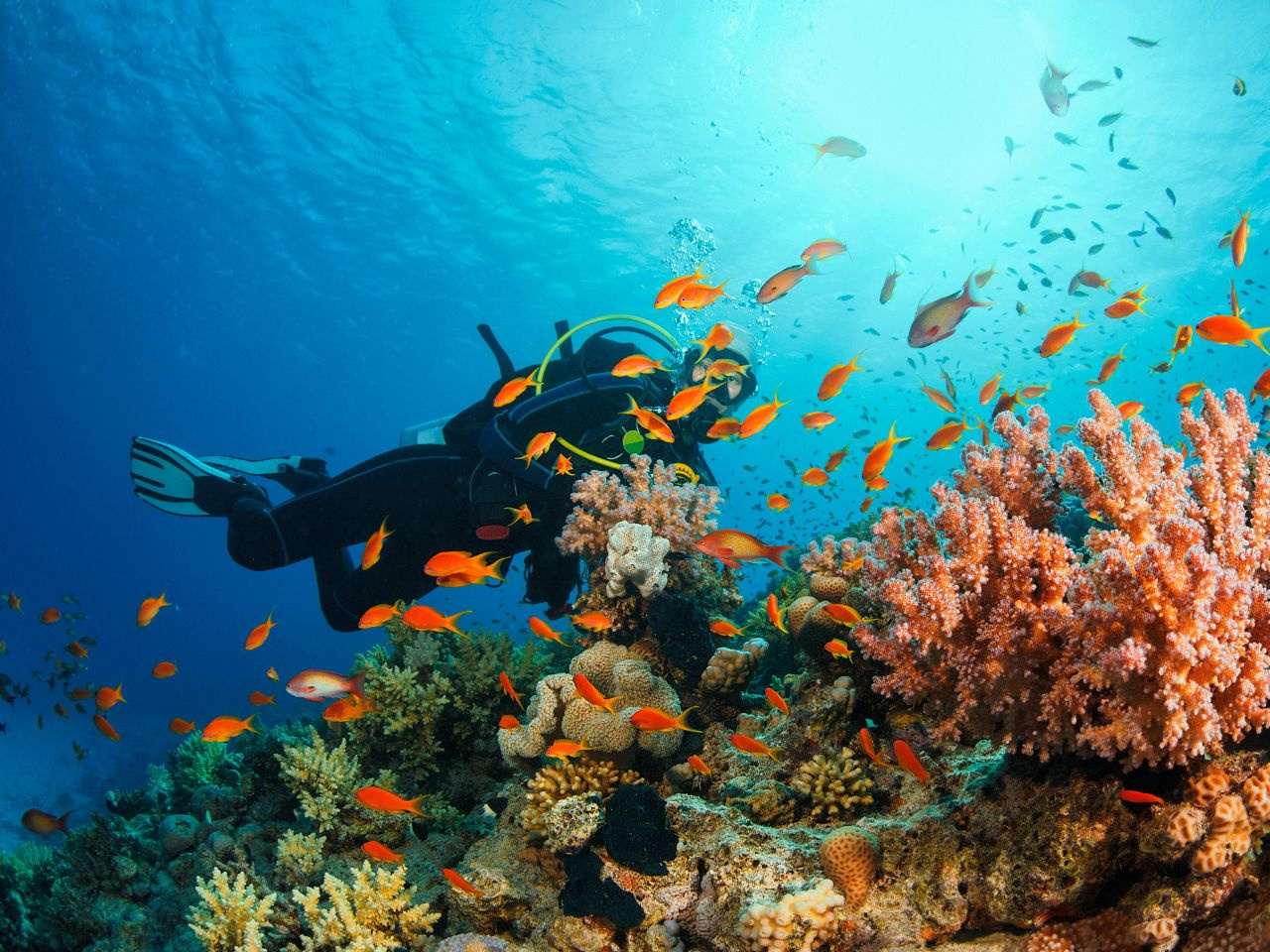 Marsa Mubarak Tauchausflug von Marsa Alam