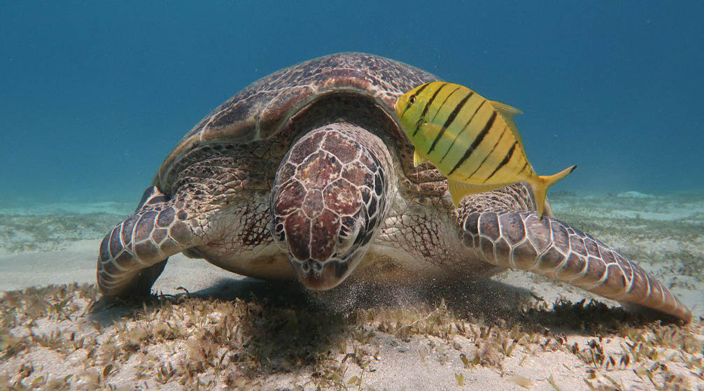 Ημερήσια εκδρομή στο Λούξορ από το El Quseir