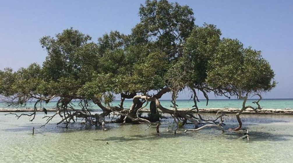 Excursión de snorkel a Sharm el Lulli y wadi El Qulaan desde Port Ghalib