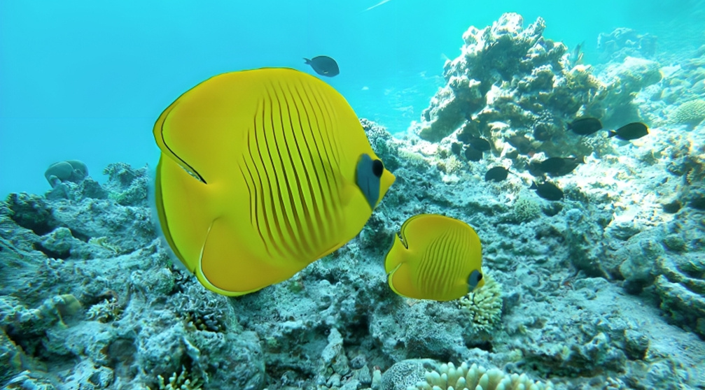 Excursión de snorkel a la casa de los delfines desde Hurghada.