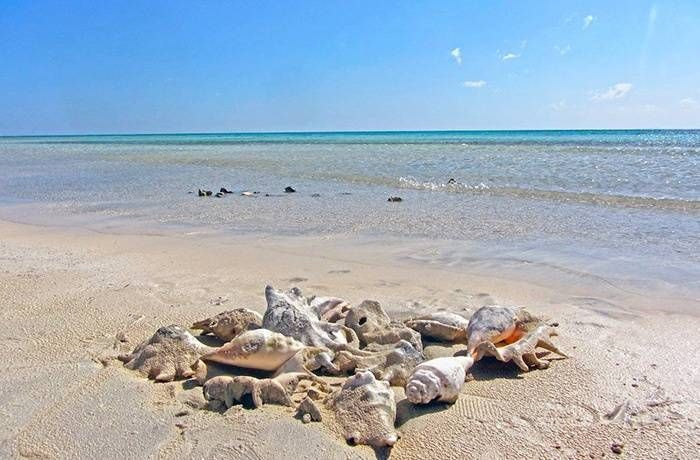 Medio día de snorkel desde Marsa Alam a Sharm El Luli