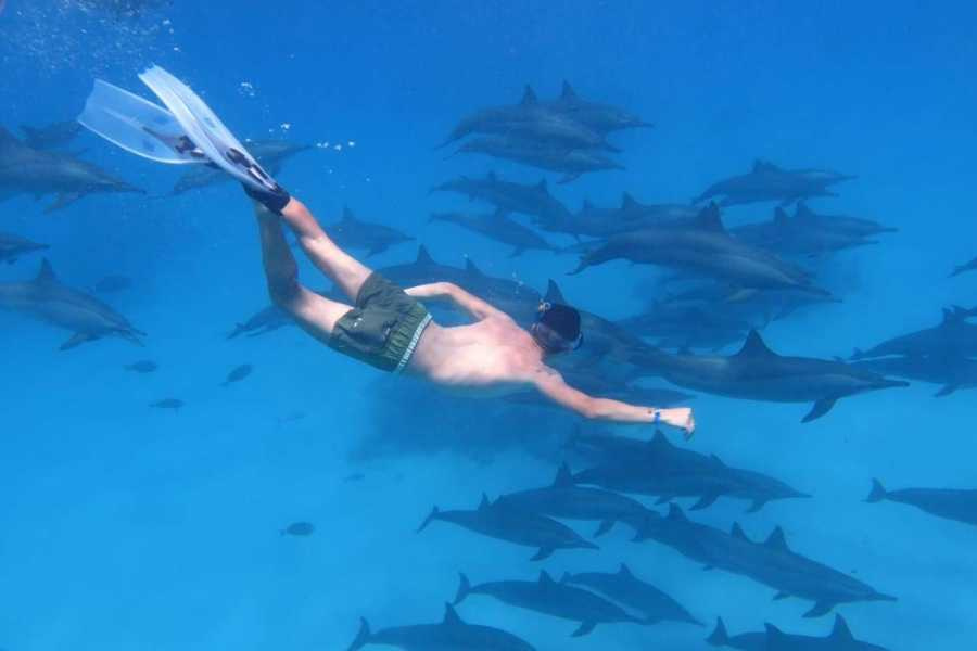 Recorrido de 14 días por lo mejor de Egipto: El Cairo, Desierto Blanco, crucero por el Nilo y Marsa Alam Tour de 14 días por Egipto, El Cairo, Desierto Blanco, crucero por el Nilo y Marsa Alam