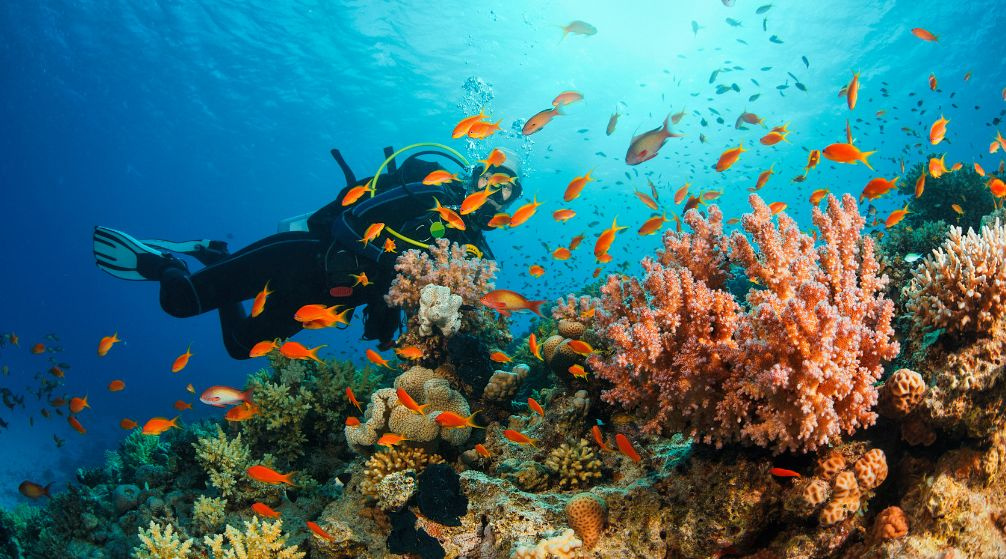 Tour de buceo en Marsa Mubarak desde Port Ghalib