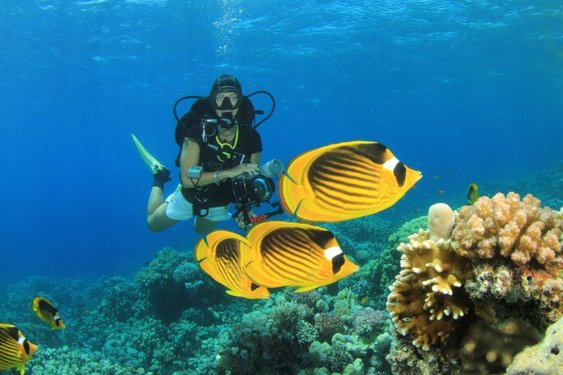 Tour de buceo en Shaab Samadai desde Port Ghalib