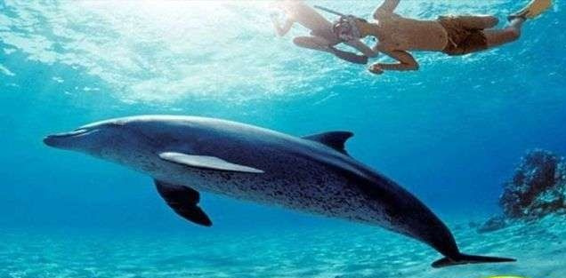 Tour de snorkel en Shaab Samadai desde Marsa Alam