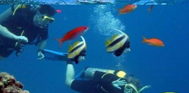 Tour de snorkel en Shaab Samadai desde Marsa Alam