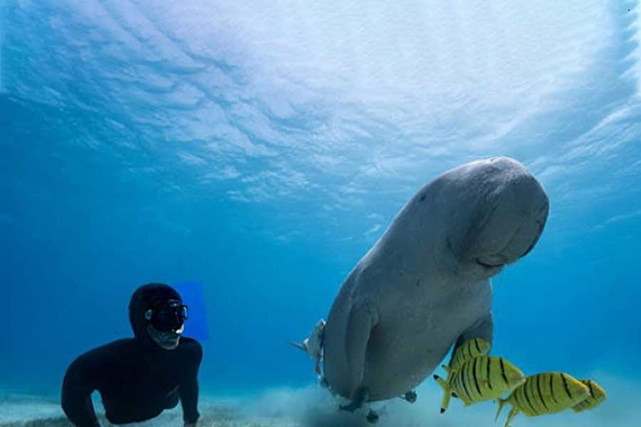 Excursión de snorkel en Abu Dabbab Dugong desde Marsa Alam