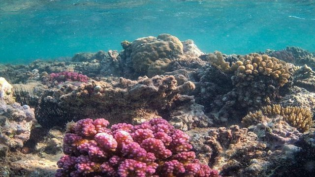 Medio día de snorkel desde Marsa Alam a Sharm El Luli