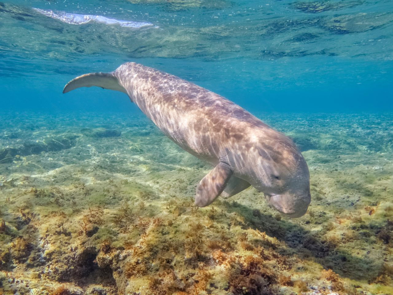 Excursión de snorkel desde Port Ghalib a Abu Dabbab Dugong
