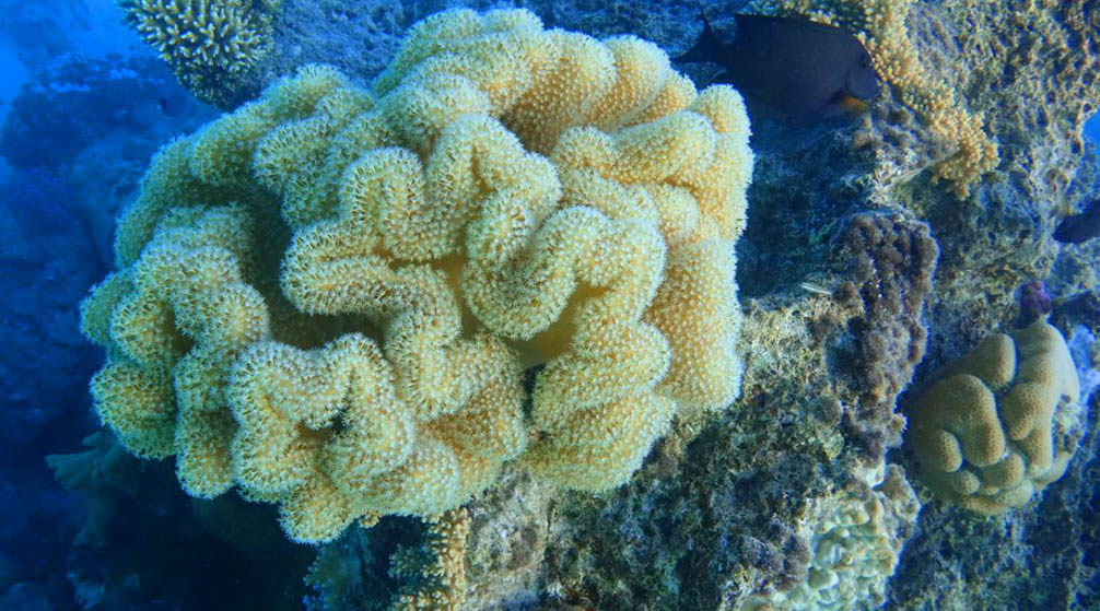 Excursion de 2 jours à Louxor depuis Marsa Alam Excursion de 2 jours à Louxor depuis Marsa Alam