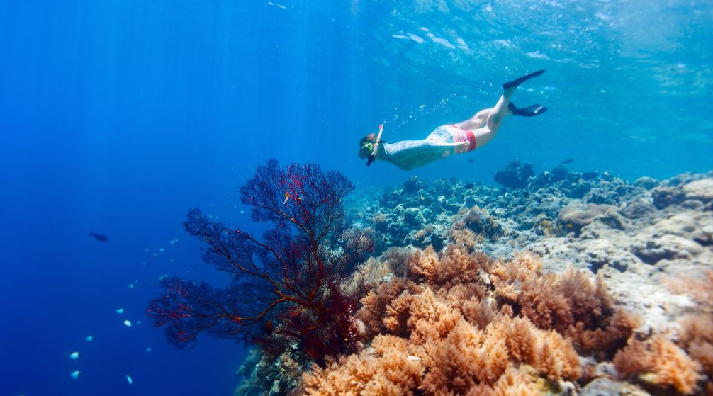 Marsa Mubarak Excursion de plongée en apnée au départ de Marsa Alam