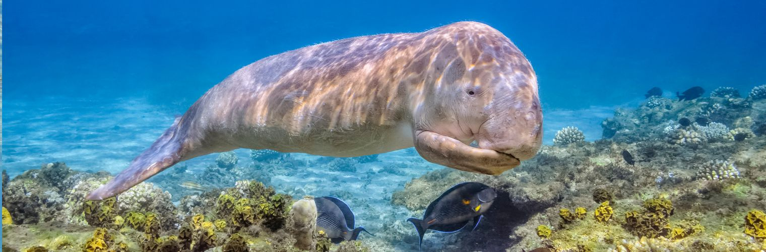 9 Days Egypt tour Cairo Luxor and Marsa Alam